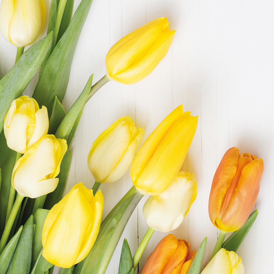Tulpen (c) AdobeStock, MayaKruchancova